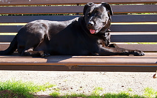 black short-coated dog lying on bench during daytime