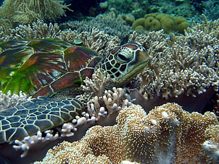green, brown, and black turtle, turtle, coral, animals, nature