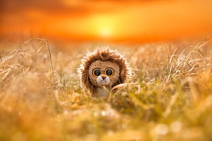 selective focus photo of Lion Beanie Boo HD wallpaper