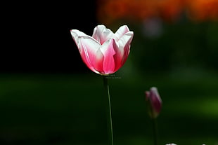 pink and white petaled flower, tulips, flowers, nature