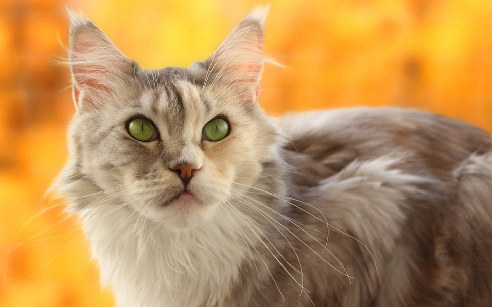 selective focus photography of cat HD wallpaper