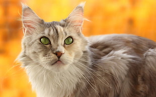 selective focus photography of cat