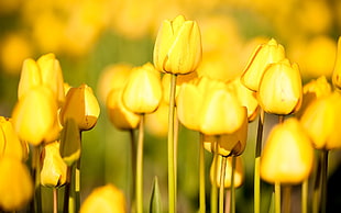 yellow Tulips closeup photography at daytime