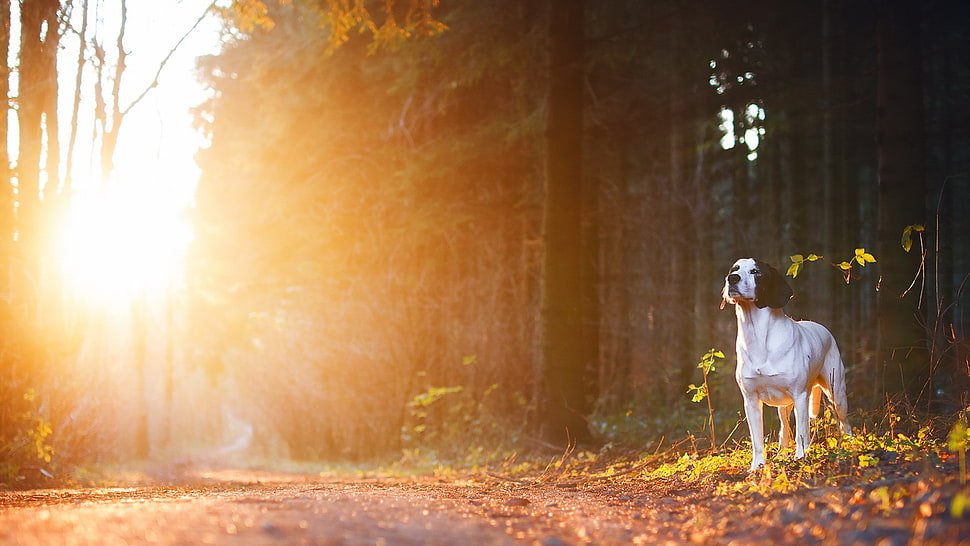 short-coated white and black dog, animals, dog, road, sunset HD wallpaper