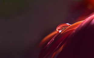 close up photography of water dew on top of leaf