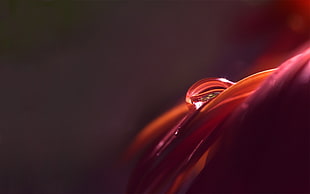 close up photography of water dew on top of leaf HD wallpaper