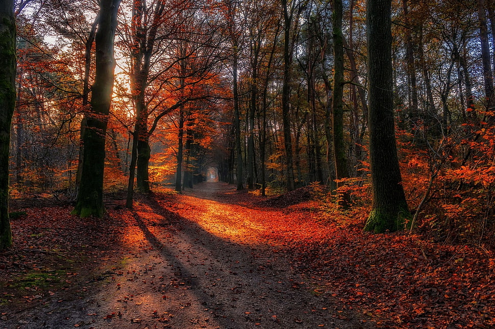 red leafed tree, landscape, nature, path, fall HD wallpaper