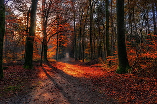 red leafed tree, landscape, nature, path, fall