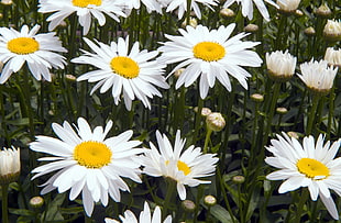 close-up photography of white Daisy flowers