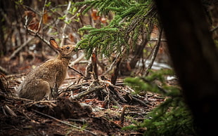 brown rabbit, nature, forest, animals