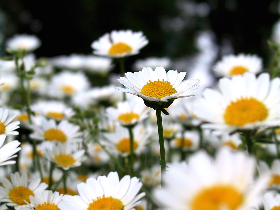 selective focus photography of bed of white daisy flower, chrysanthemum HD wallpaper
