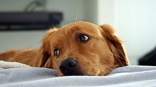 adult Golden retriever, dog, animals HD wallpaper