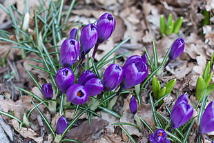 purple tulips flowers, Crocus, Saffron, Flowers