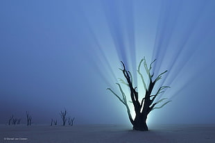 silhouette of tree, nature, trees, branch, desert HD wallpaper