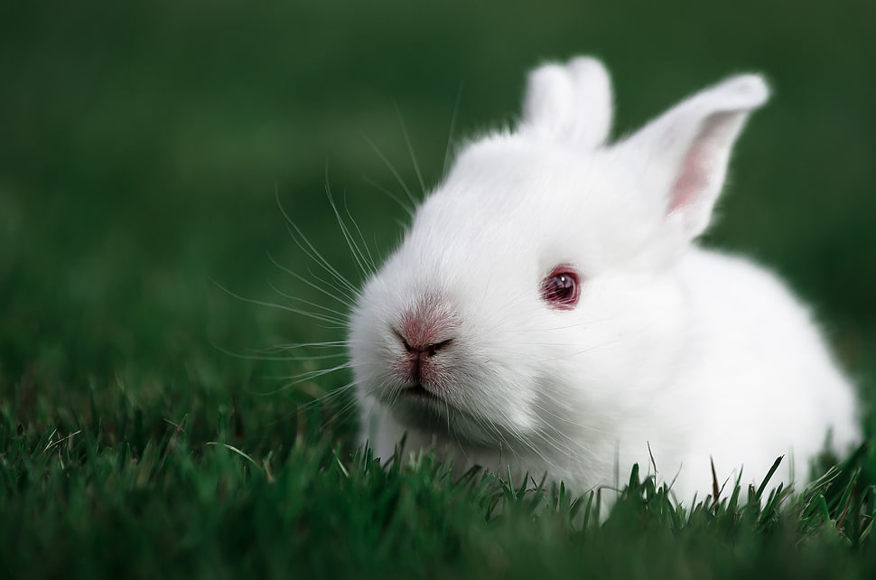photography of portrait of white rabbit HD wallpaper