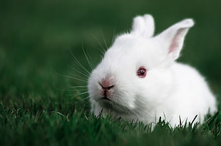 photography of portrait of white rabbit