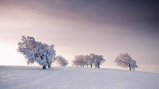 trees and snow field, nature, landscape, winter, snow