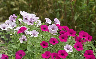 purple and pink petunia flowers