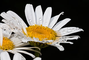 white daisy flowers in closeup photography