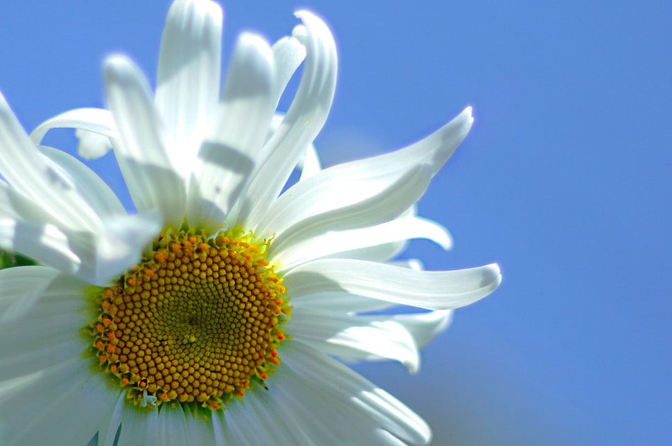 white daisy flower at daytime in close-up photography HD wallpaper