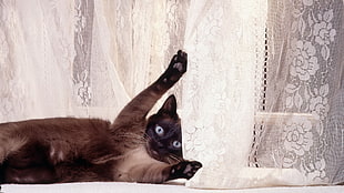 Siamese cat playing with the floral curtain HD wallpaper