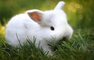 white rabbit eating grass HD wallpaper
