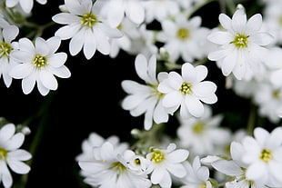 white flower, Flowers, Plant, Buds