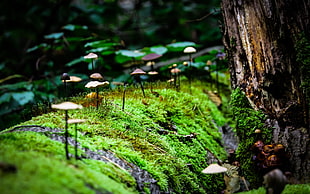 green leafed plants, macro, mushroom, moss, nature