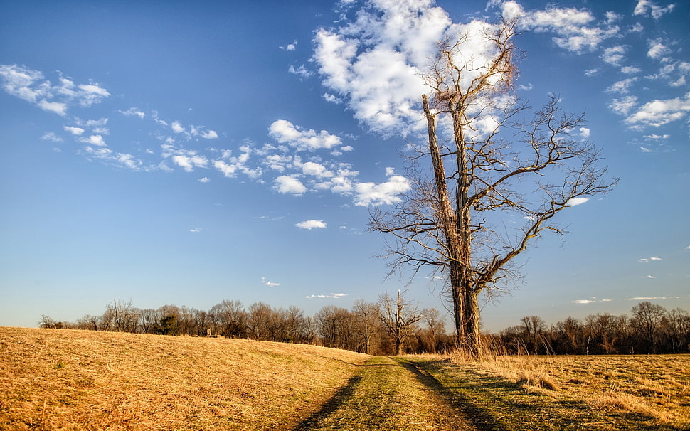 pathway between green grass field during daytime HD wallpaper