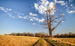 pathway between green grass field during daytime