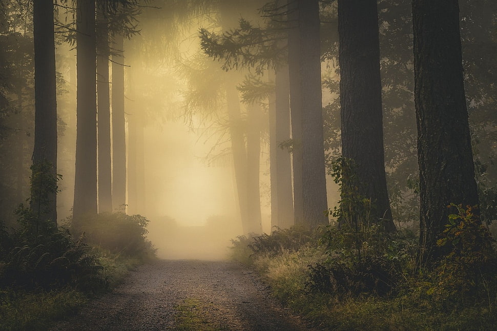 empty road in between of tall trees HD wallpaper