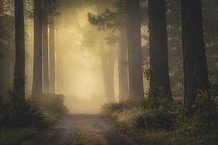 empty road in between of tall trees