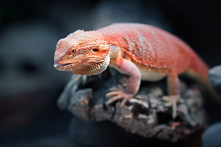 pink and white bearded dragon, animals, reptiles