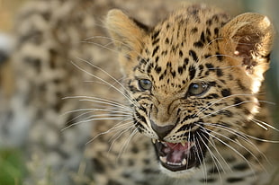 leopard crowling HD wallpaper