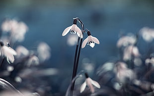 white snowdrop flower