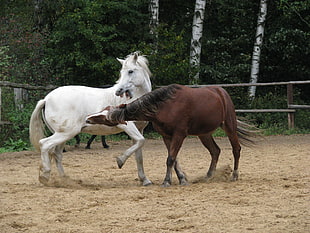 two brown and white horses on field surrounded by trees