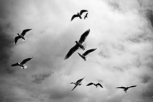 gray scale photography of birds in The sky
