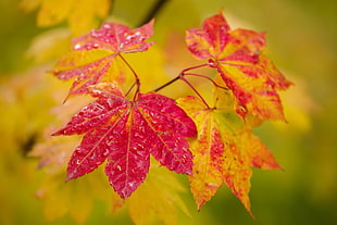 red and yellow leaves, colorful, plants, leaves, fall