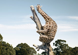 giraffe holding on brown tree branch illustration HD wallpaper