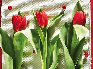 three red petaled flowers HD wallpaper