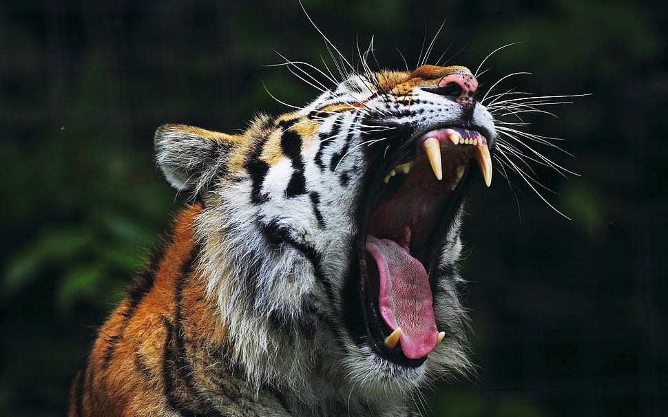 brown and black tiger, animals, nature, tiger, yawning HD wallpaper