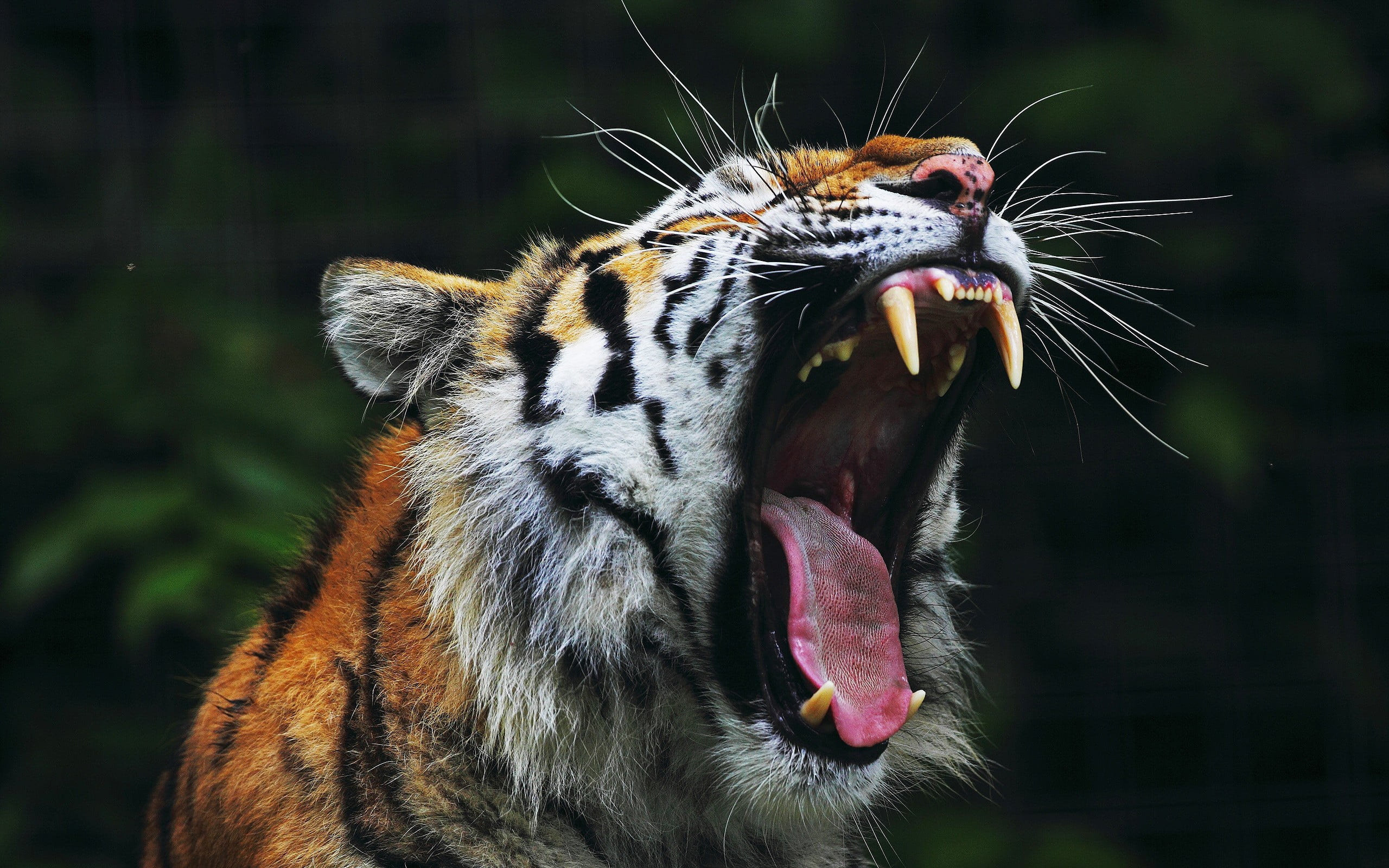 brown and black tiger, animals, nature, tiger, yawning