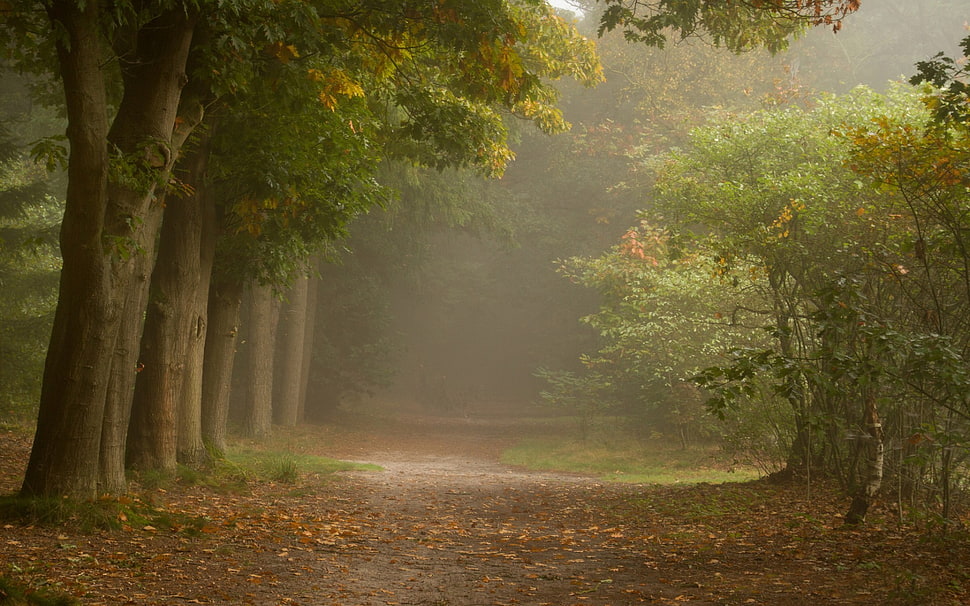 forest pathway, nature, trees HD wallpaper