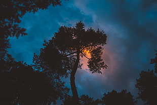 tall tree, Tree, Night, Sunset