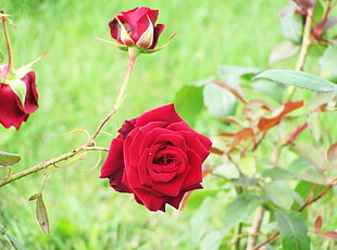 photography of red Rose during day time