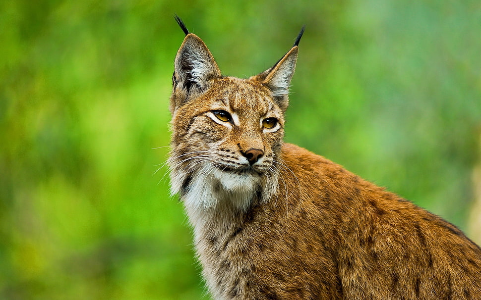 brown wild cat HD wallpaper