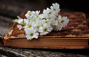 white petaled flowers, Flowers, Book, Antique