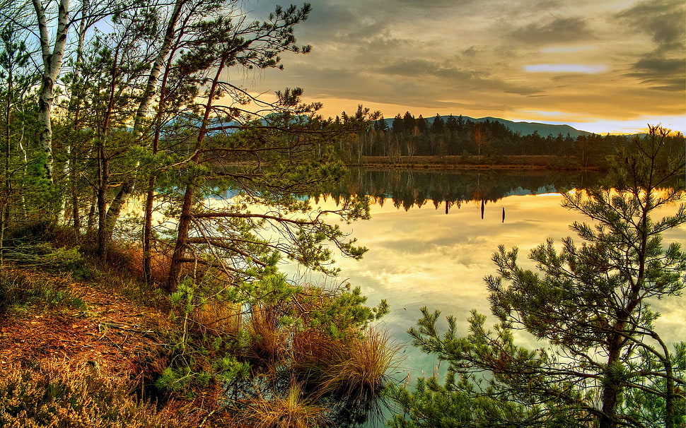 green leafed trees, nature, landscape, reflection, HDR HD wallpaper