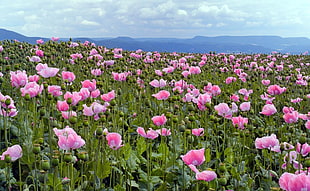 pink and white petaled flower field