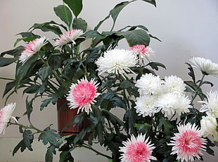 pink-and-white Chrysanthemum flowers in bloom
